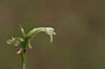 Small green wood orchid